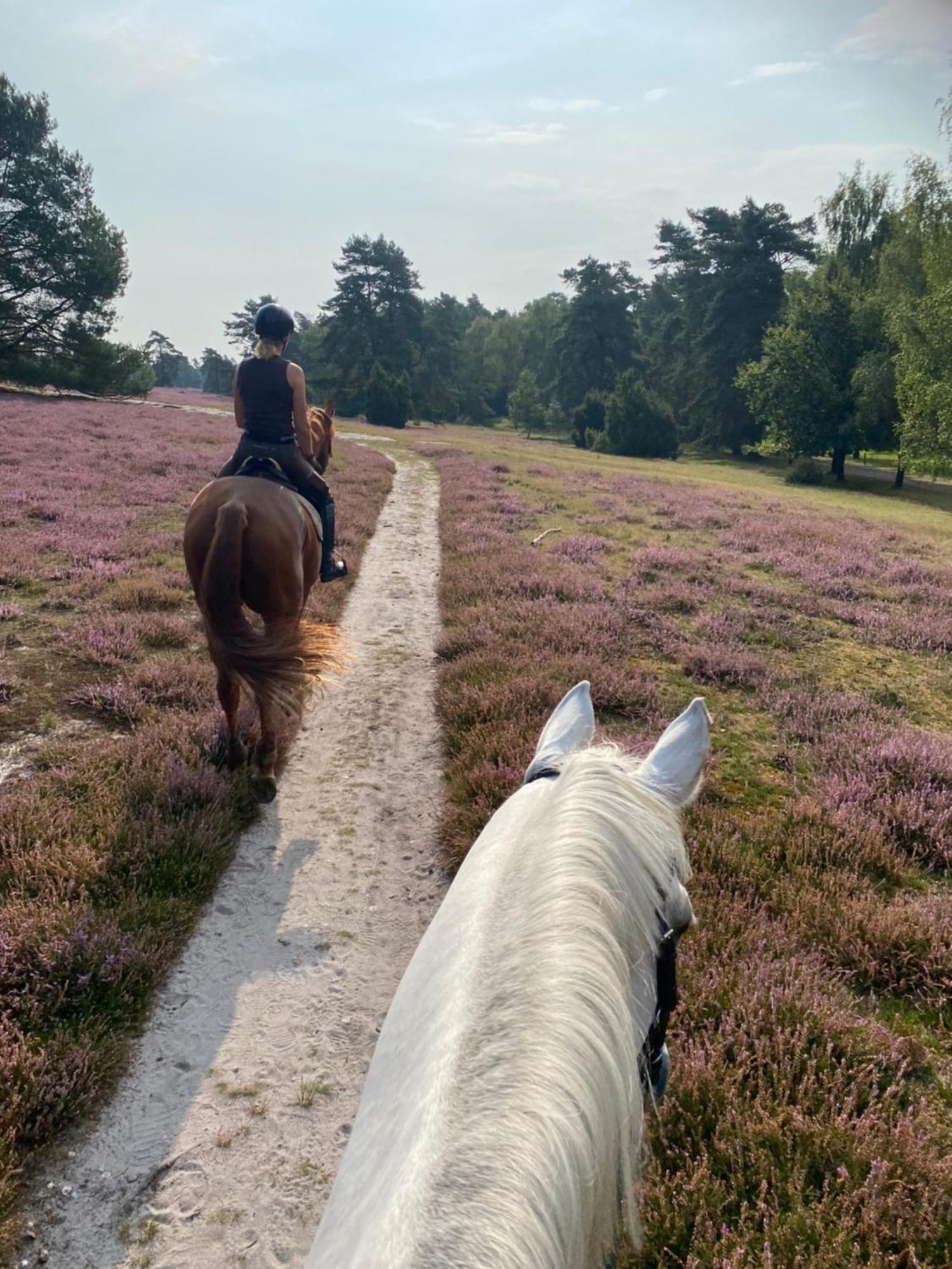 Heidegut Eschede Reitsportanlage Und Feriendorf Exteriör bild