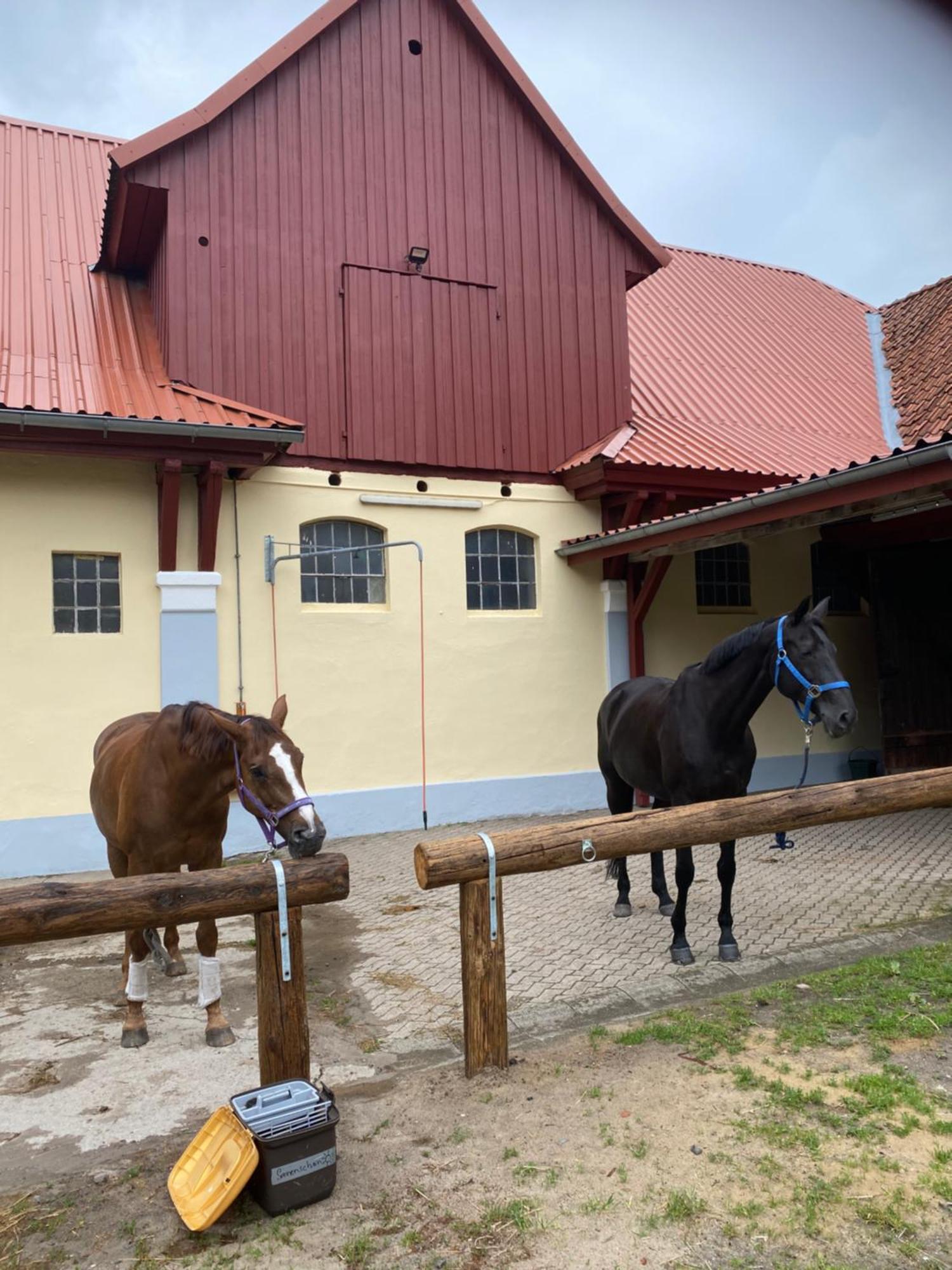 Heidegut Eschede Reitsportanlage Und Feriendorf Exteriör bild
