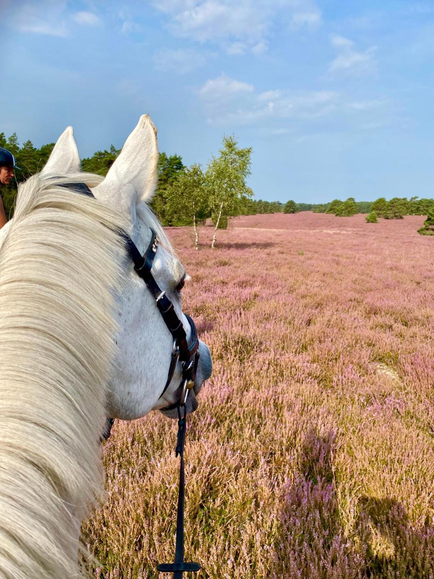Heidegut Eschede Reitsportanlage Und Feriendorf Exteriör bild