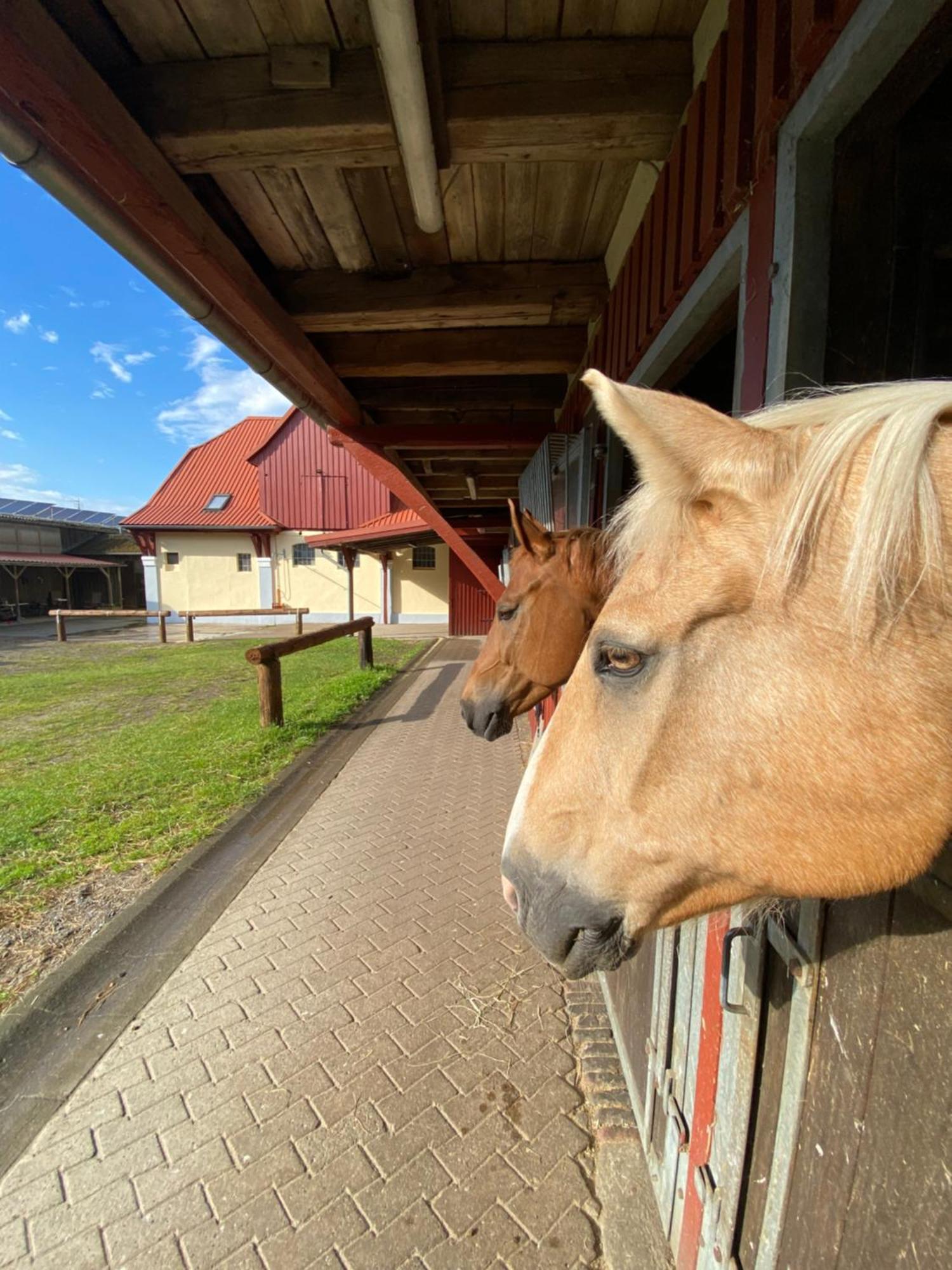 Heidegut Eschede Reitsportanlage Und Feriendorf Exteriör bild