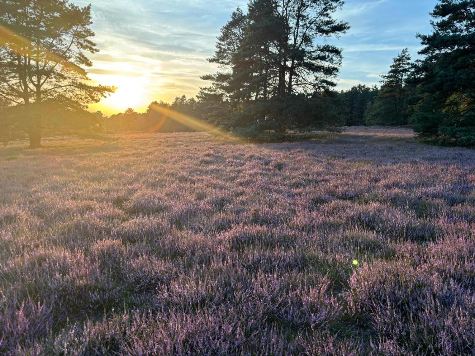 Heidegut Eschede Reitsportanlage Und Feriendorf Exteriör bild