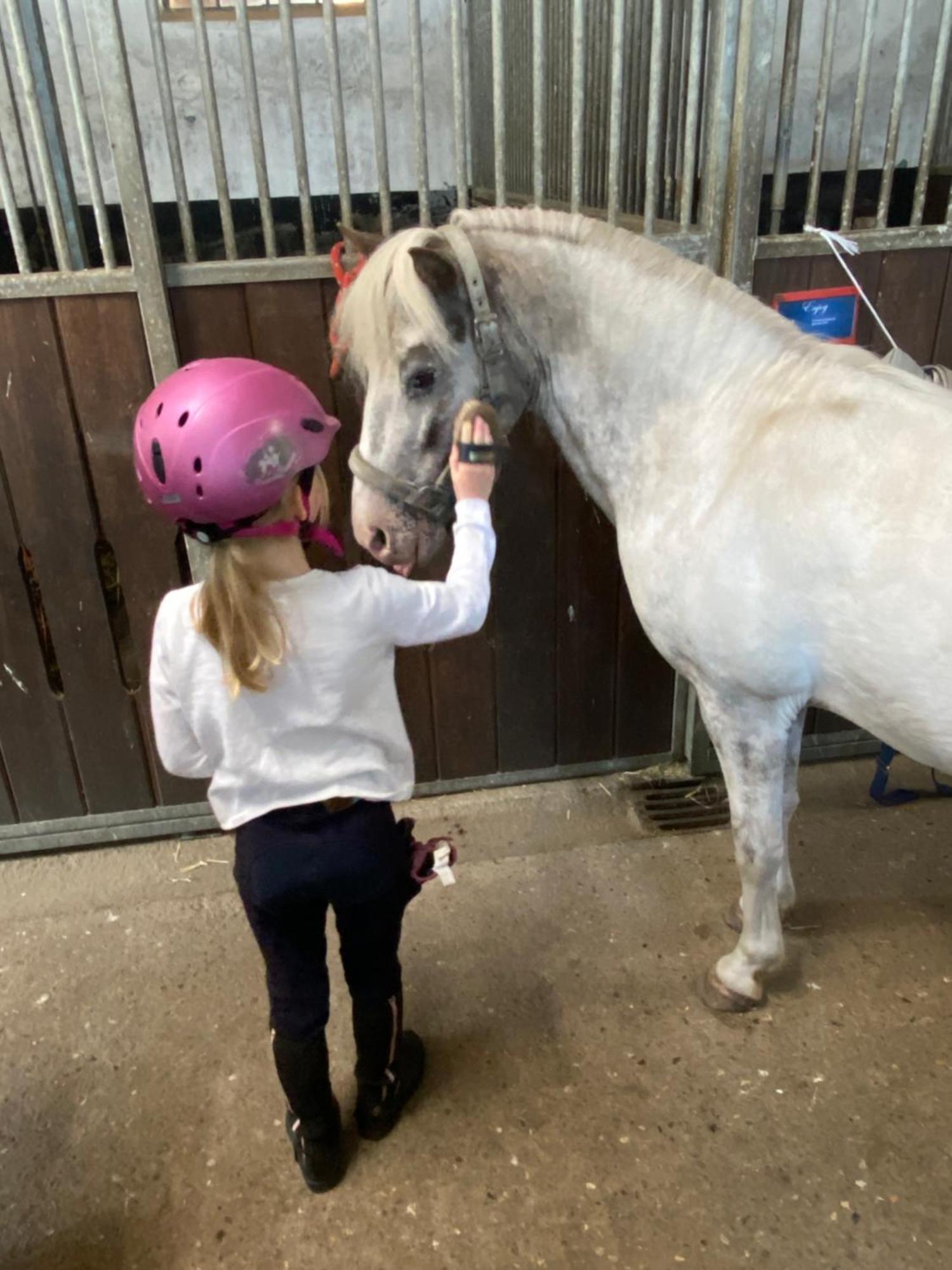 Heidegut Eschede Reitsportanlage Und Feriendorf Exteriör bild